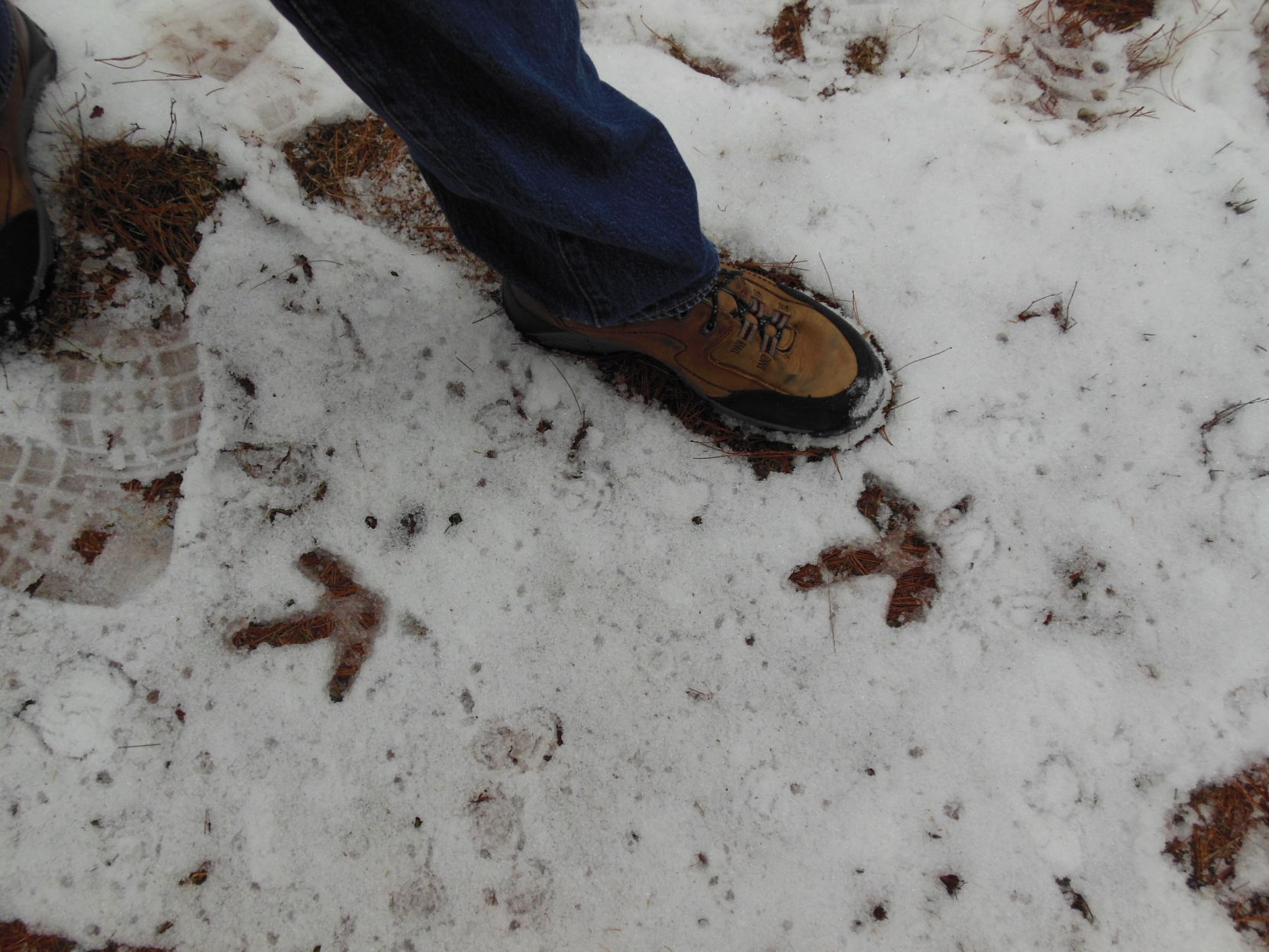 Snowshoeing in Whitewater